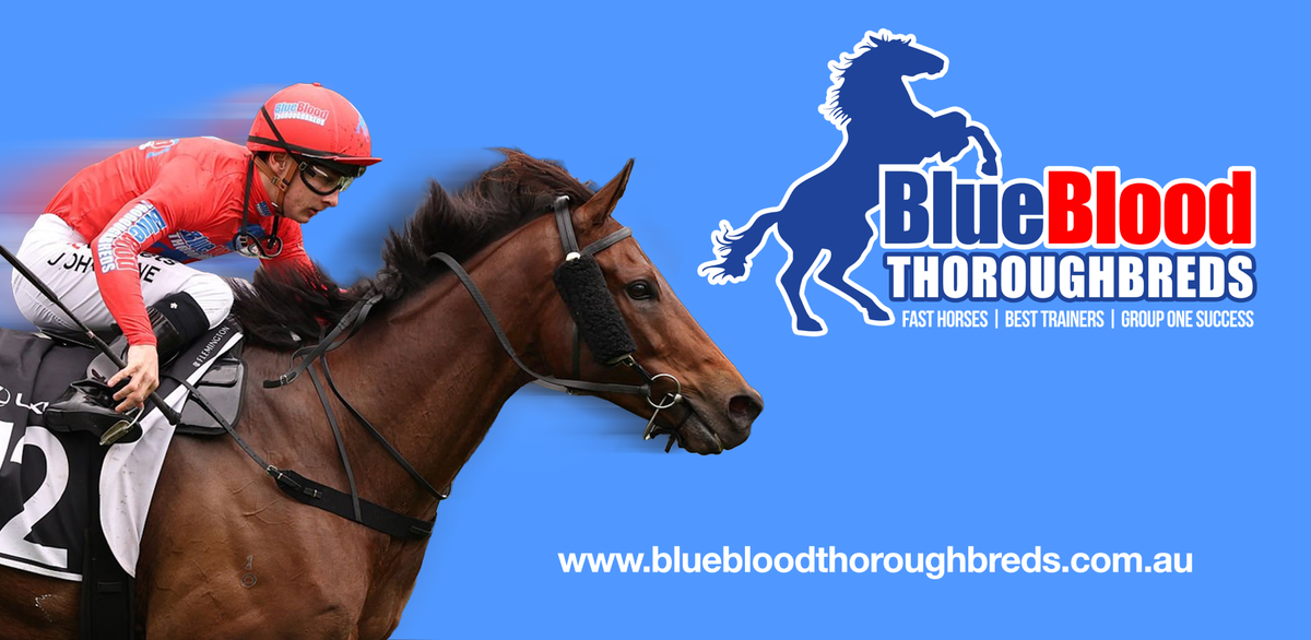 BlueBlood Thoroughbreds