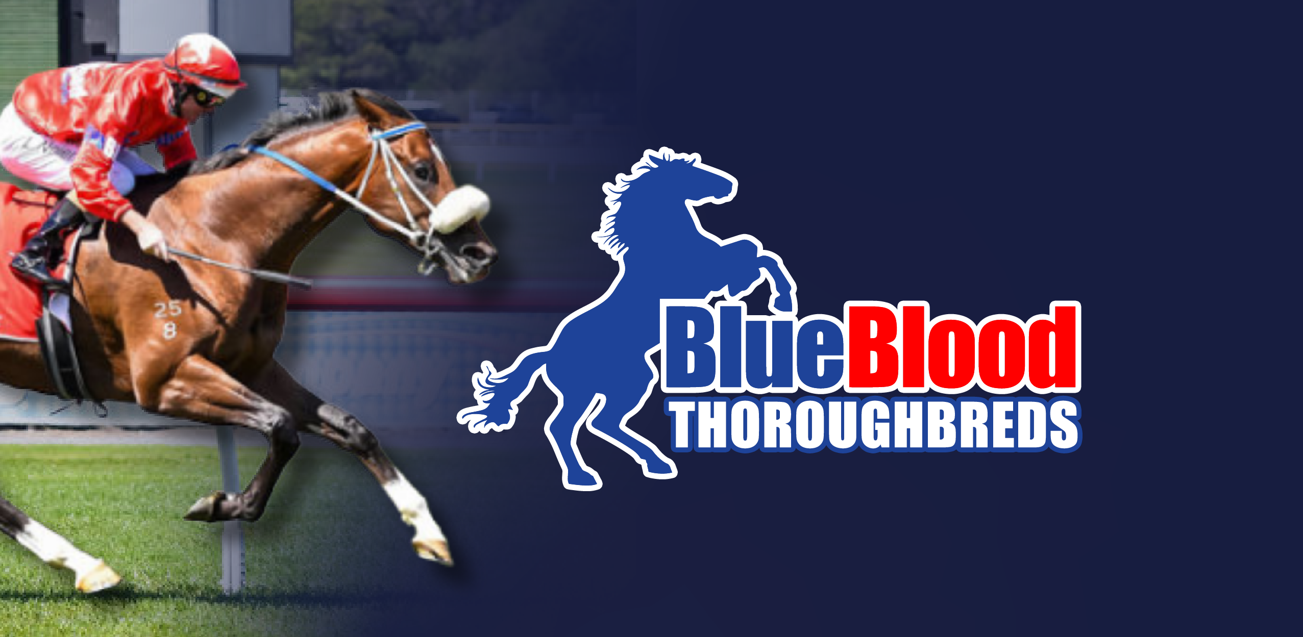 BlueBlood Thoroughbreds